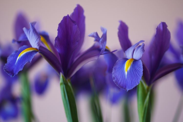 Iris Flower Classifier